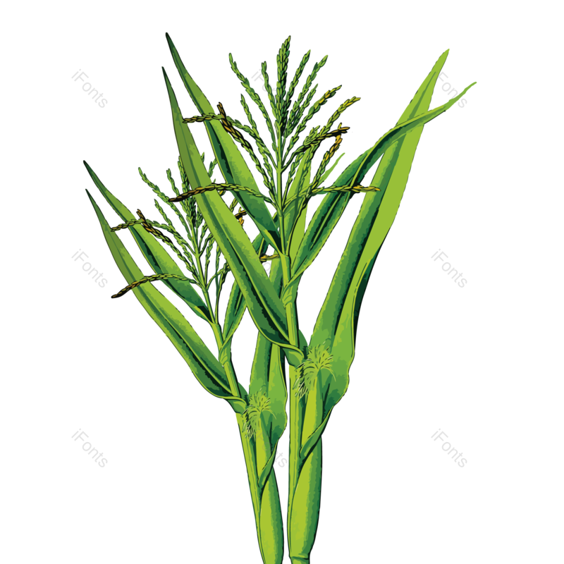芒种图片,水彩元素,植物PNG,玉米免抠素材